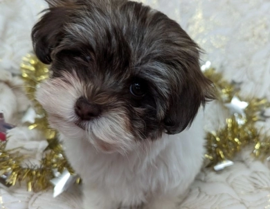 S'mores Havanese