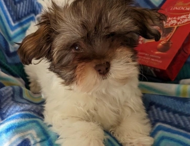 S'mores Havanese