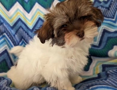 S'mores Havanese