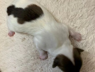 S'mores Havanese