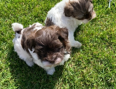 S'mores Havanese