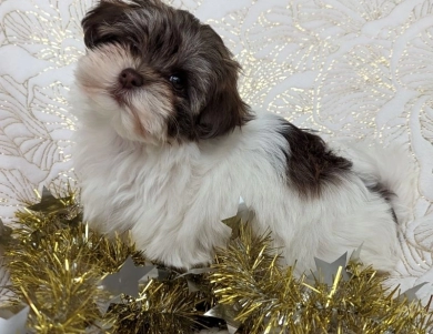 S'mores Havanese