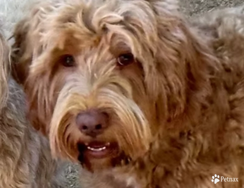 Paddy Paddy Australian Cobberdog