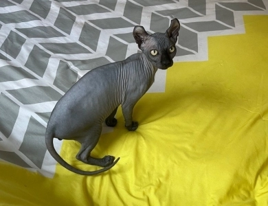 Joey Sphynx