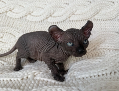 Joey Sphynx
