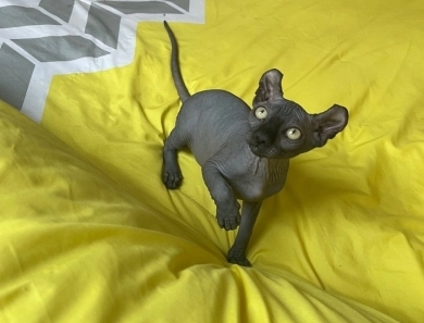 Joey