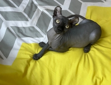 Joey Sphynx