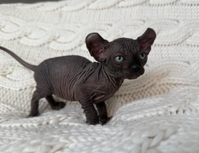 Joey Sphynx