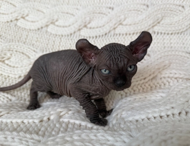 Joey Sphynx