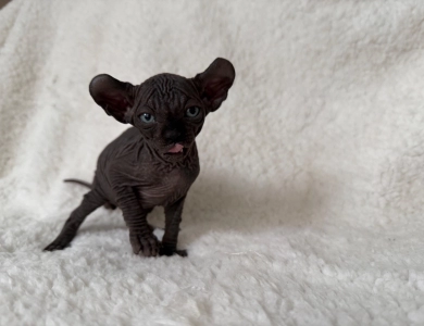 Joey Sphynx