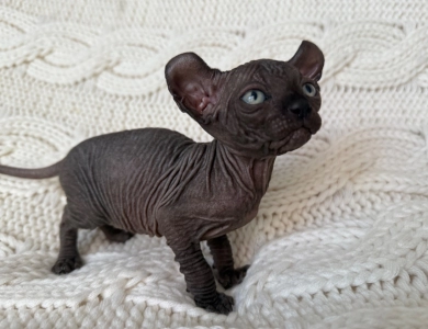 Joey Sphynx