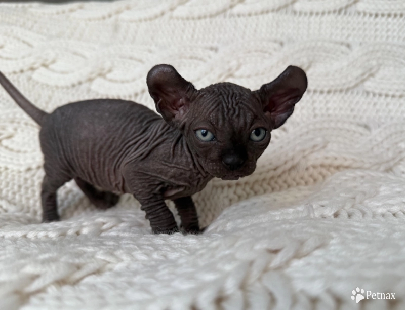 Joey Sphynx