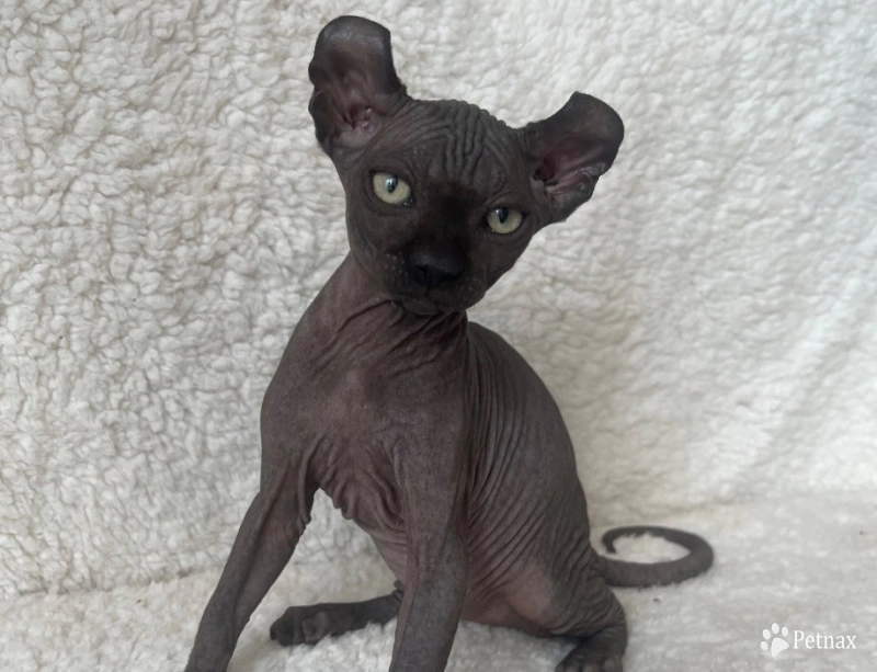 Joey Sphynx