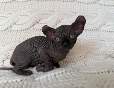 Joey Sphynx