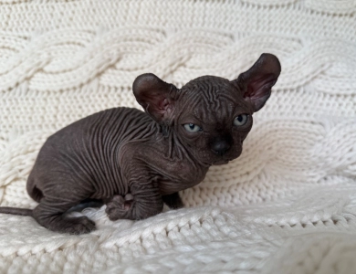 Joey Sphynx