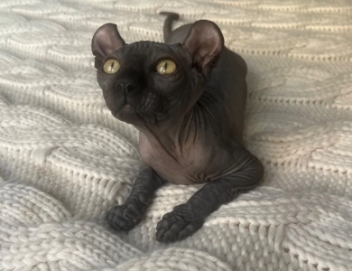 Joey Sphynx