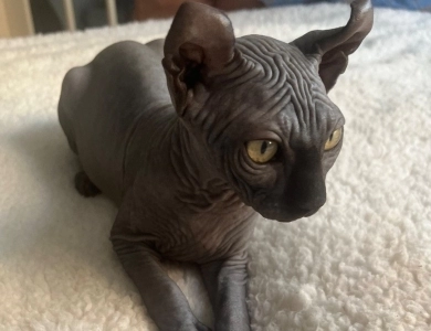Joey Sphynx