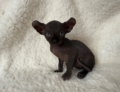 Joey Sphynx