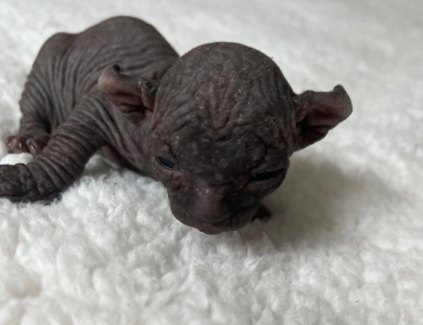 Joey Sphynx
