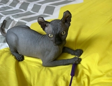 Joey Sphynx