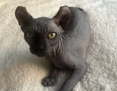 Joey Sphynx
