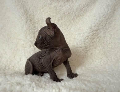 Joey Sphynx
