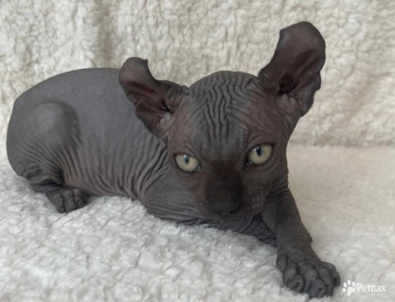 Chandler Sphynx