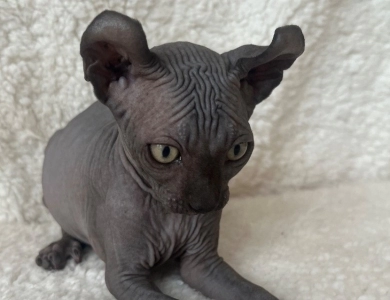 Chandler Sphynx