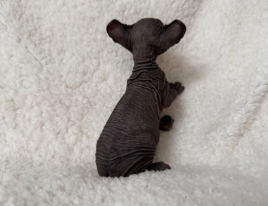 Chandler Sphynx