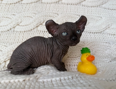 Chandler Sphynx
