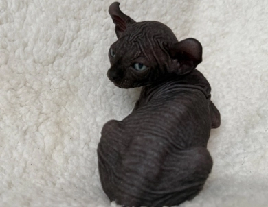 Chandler Sphynx