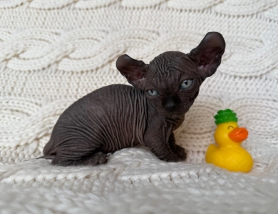 Chandler Sphynx
