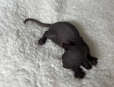 Chandler Sphynx