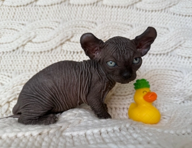 Chandler Sphynx