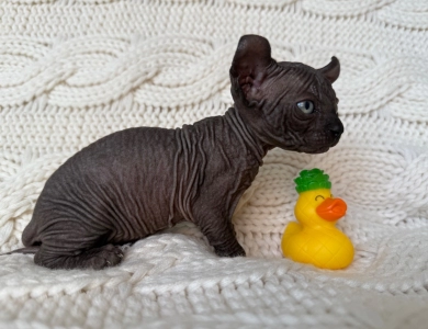 Chandler Sphynx