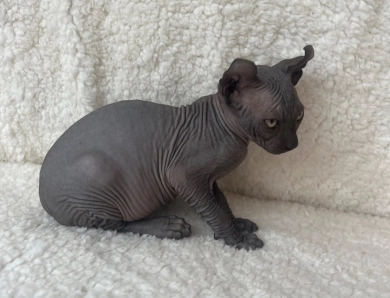 Chandler Sphynx