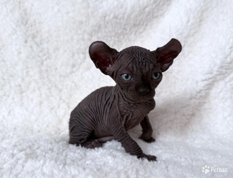 Chandler Sphynx