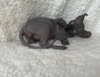Chandler Sphynx