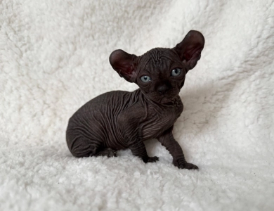Chandler Sphynx