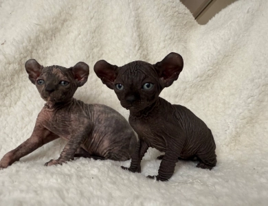Ross Sphynx
