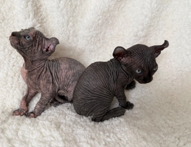 Ross Sphynx