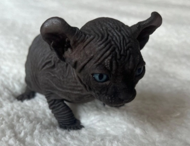 Ross Sphynx
