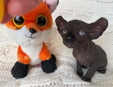 Ross Sphynx