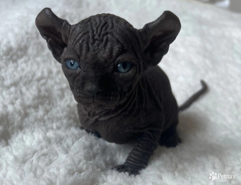 Ross Sphynx