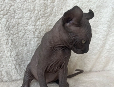 Ross Sphynx
