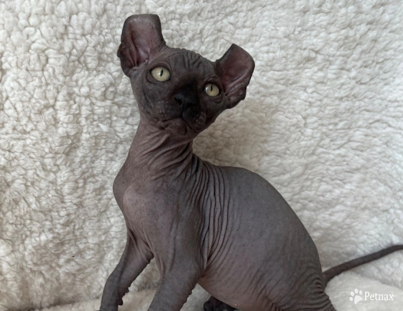 Ross Sphynx