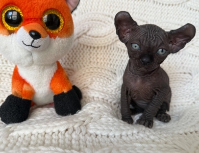 Ross Sphynx
