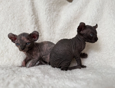 Ross Sphynx
