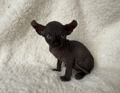Ross Sphynx