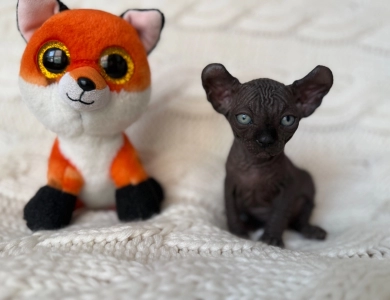 Ross Sphynx